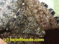 /home//u458753944/public_html/sourcegallery//////////Insects and small critters/aphids cicadas lanternflies and true bugs (Hemiptera)/PC250070.JPG